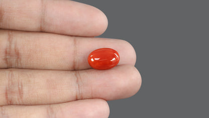 Natural Italian Red Coral (Moonga) 8.13 Carats