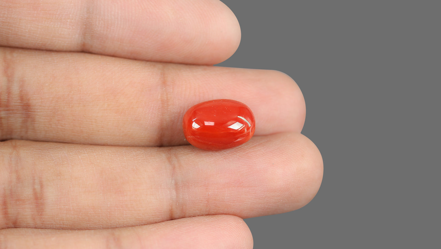 Natural Italian Red Coral (Moonga) 8.95 Carats