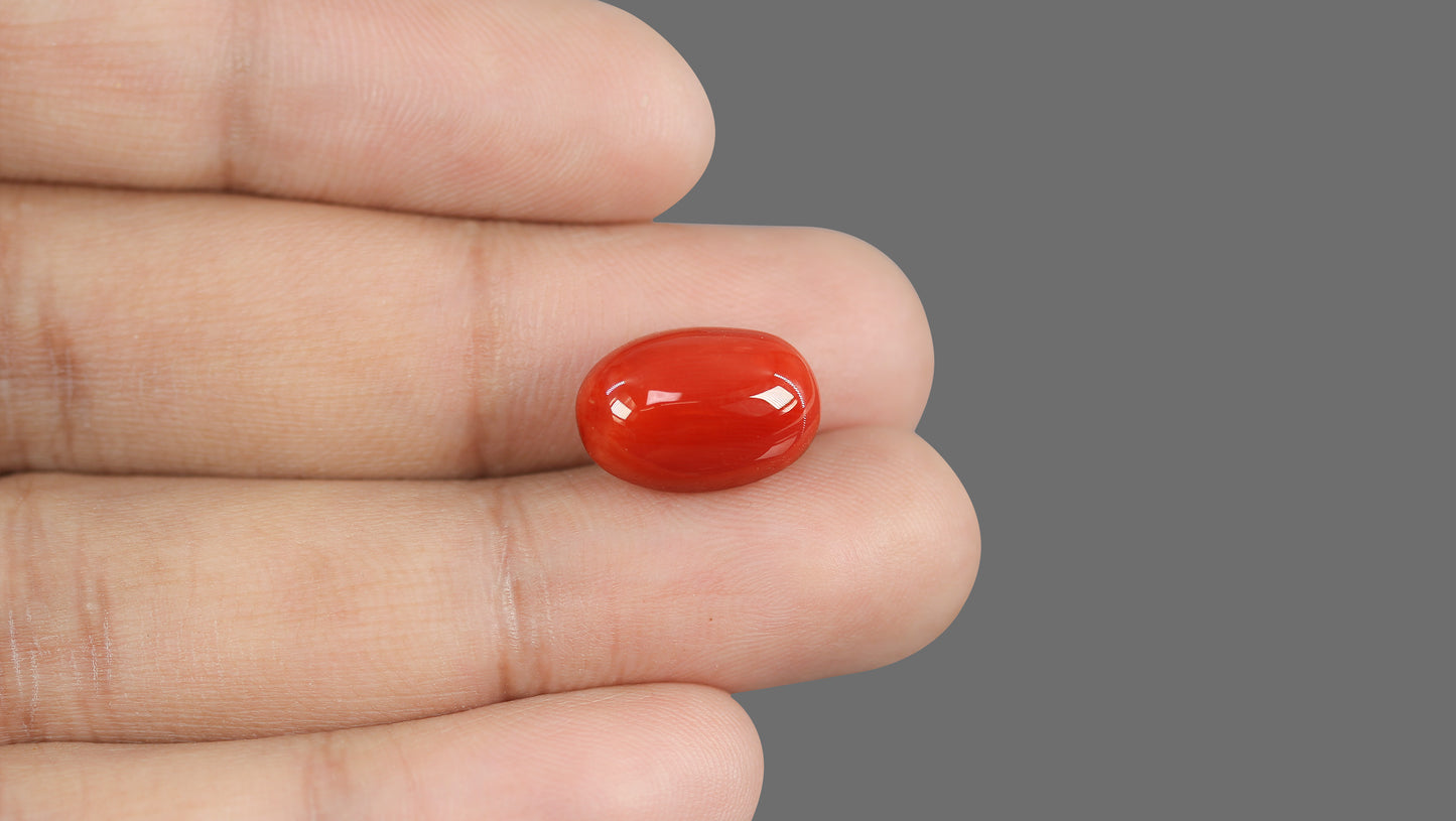 Natural Italian Red Coral (Moonga) 11.70 Carats