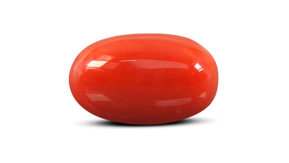 Natural Italian Red Coral (Moonga) 10.93 Carats