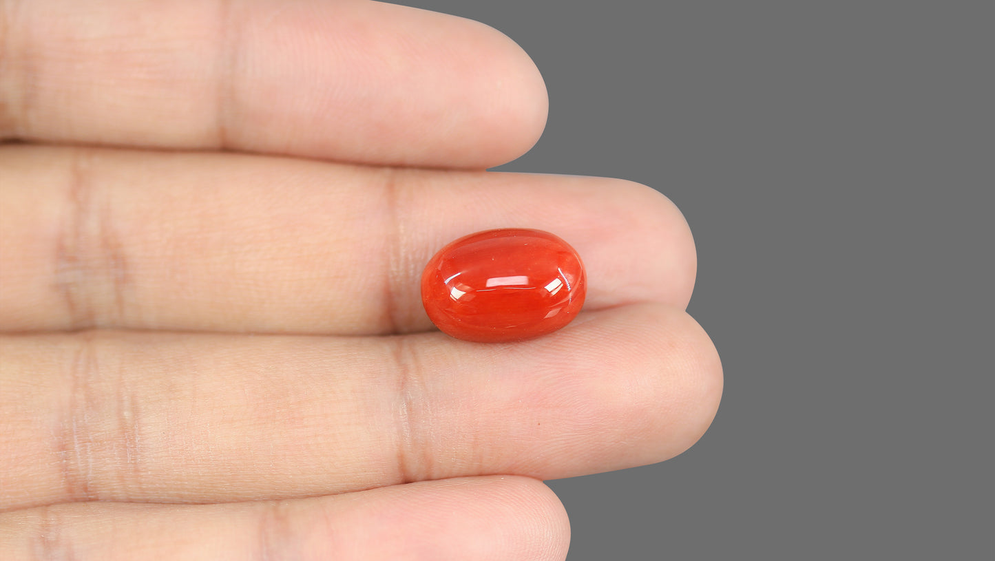 Natural Italian Red Coral (Moonga) 12.20 Carats