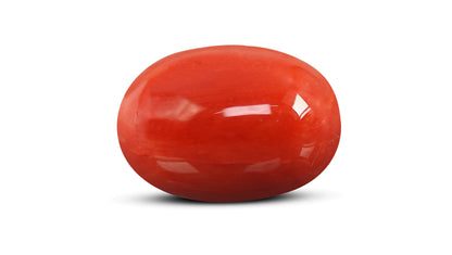 Natural Italian Red Coral (Moonga) 12.20 Carats