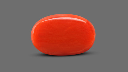 Natural Italian Red Coral (Moonga) 11.93 Carats