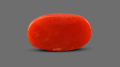 Natural Italian Red Coral (Moonga) 13.20 Carats