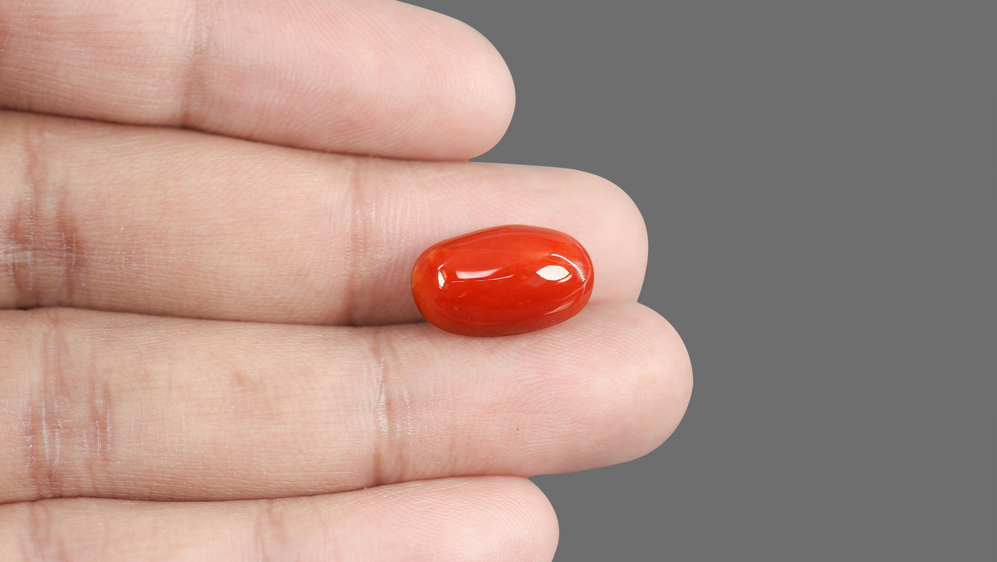 Natural Italian Red Coral (Moonga) 13.20 Carats