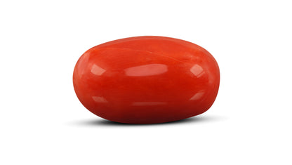 Natural Italian Red Coral (Moonga) 13.20 Carats