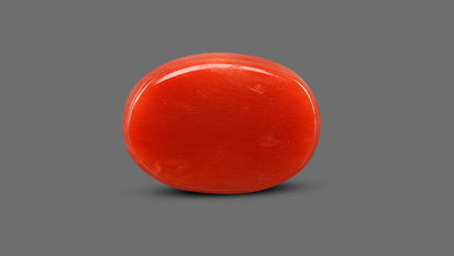 Natural Italian Red Coral (Moonga) 12.80 Carats
