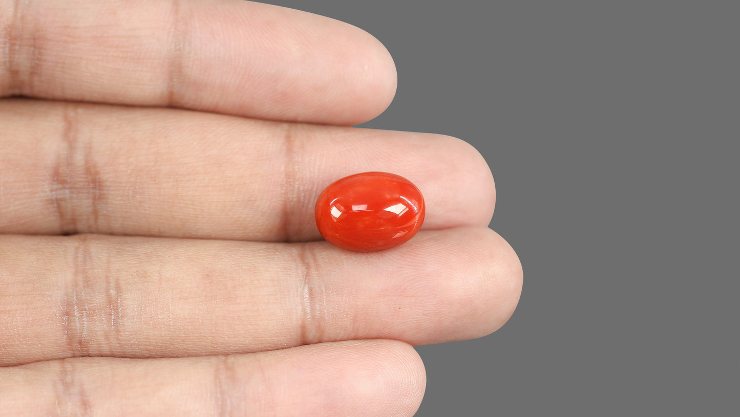 Natural Italian Red Coral (Moonga) 12.80 Carats