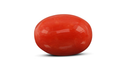 Natural Italian Red Coral (Moonga) 12.80 Carats