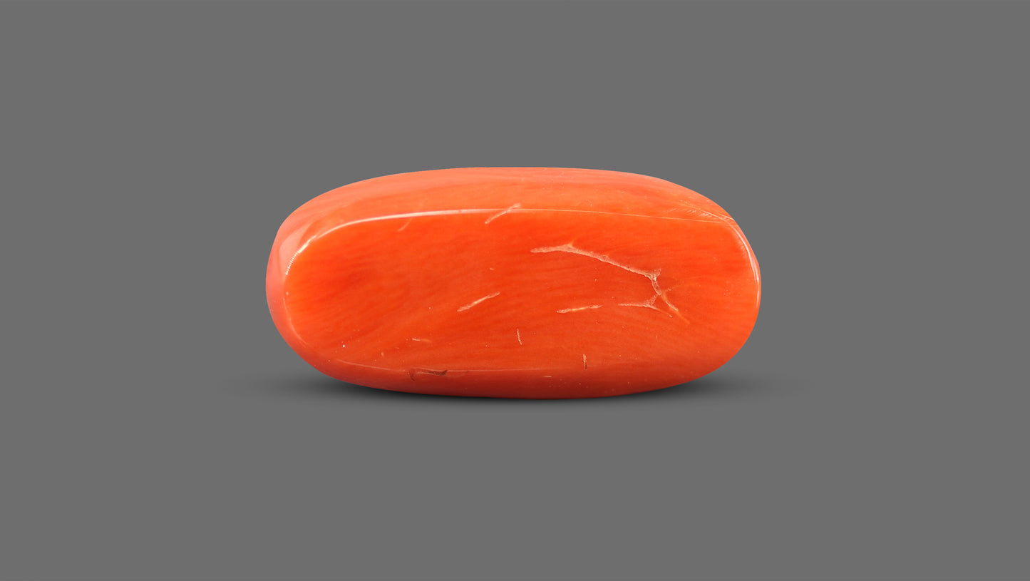 Natural Italian Red Coral (Moonga) 13.34 Carats
