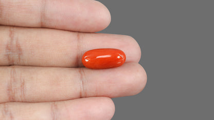 Natural Italian Red Coral (Moonga) 13.34 Carats