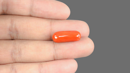 Natural Italian Red Coral (Moonga) 15.22 Carats