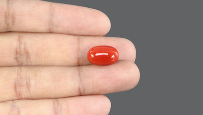 Natural Italian Red Coral (Moonga) 10.82 Carats