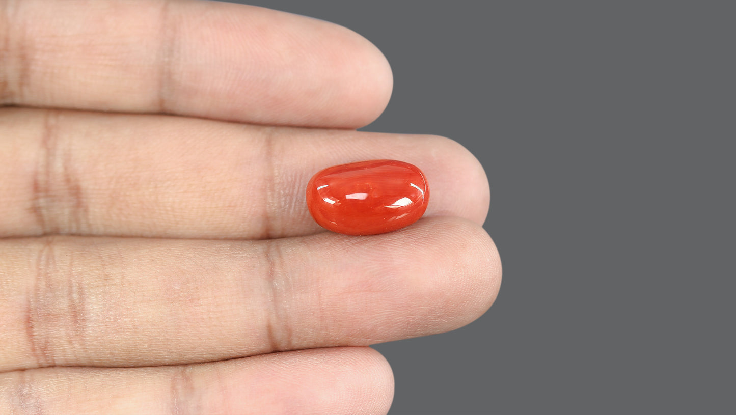 Natural Italian Red Coral (Moonga) 10.54 Carats