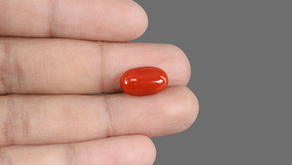 Natural Italian Red Coral (Moonga) 6.98 Carats