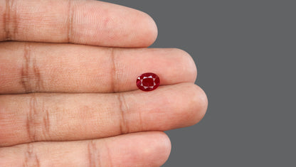 Natural Mozambique Ruby (Manik) 1.60 Carats