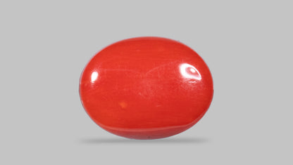 Natural Italian Red Coral (Moonga) 13.26 Carats